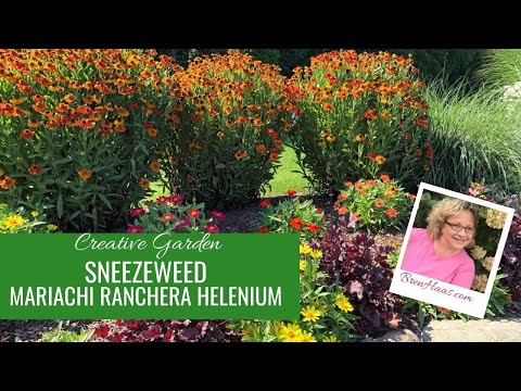 Vidéo: Utilisations de Sneezeweed dans les jardins - Informations sur la culture de plantes Sneezeweed