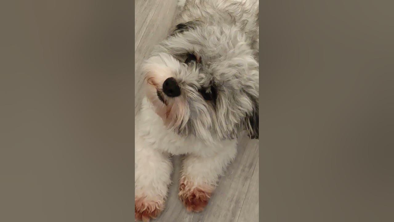 how-do-dogs-think-without-language-zooawesome