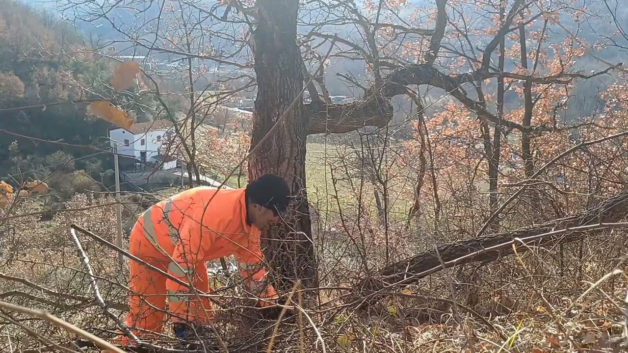 @francescotito6661 abbattiment r la piant ru lu CIERR lu miglior 🪵 a lu mund p fa lu 🔥 