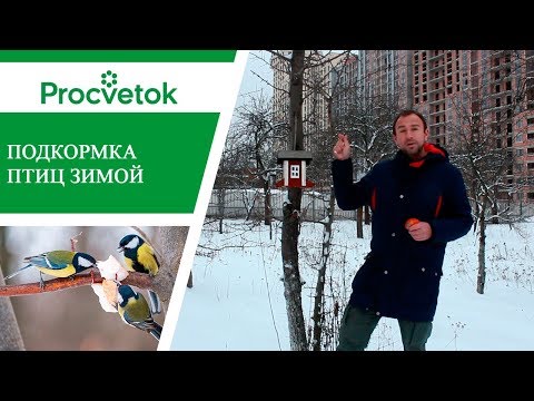 Видео: Вредители кормушек для колибри – защита от вредителей кормушек для колибри