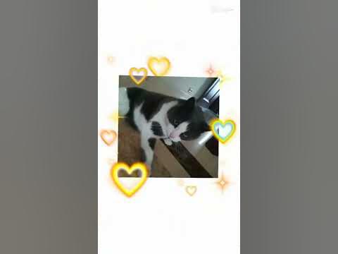 Милашки кошки - YouTube