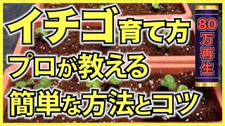 【家庭菜園のいちご】イチゴをプランターで育てる方法！家庭菜園で簡単にいちごが栽培できる