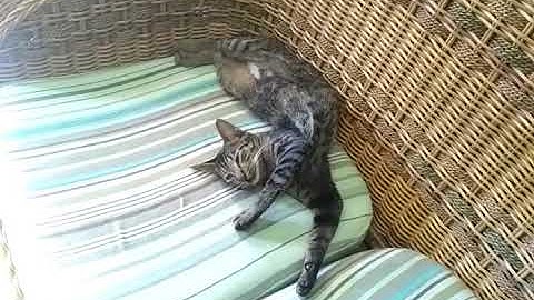 The funny sleeping position of my lazy cat