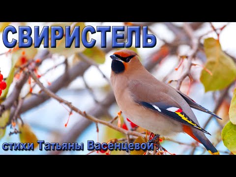«Свиристель»  - описание и особенности в природе.