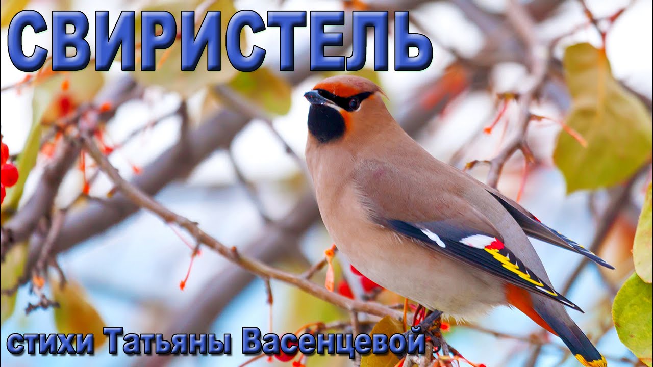 «Свиристель» - описание и особенности в природе.