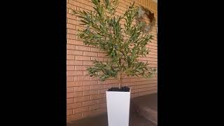 Olive Tree Luxury Silk Lifelike Leaves Honest Review |VeriNatural