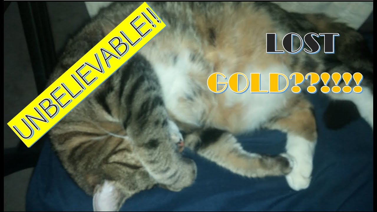 Lost Gold Nightmare Uncovering the Terrifying Truth! YouTube