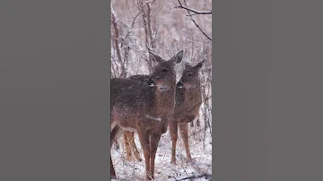 Fort Snelling State Park, MN (Deer 1) #wildlifephotography #nature #wildlife #Deer #Minnesota