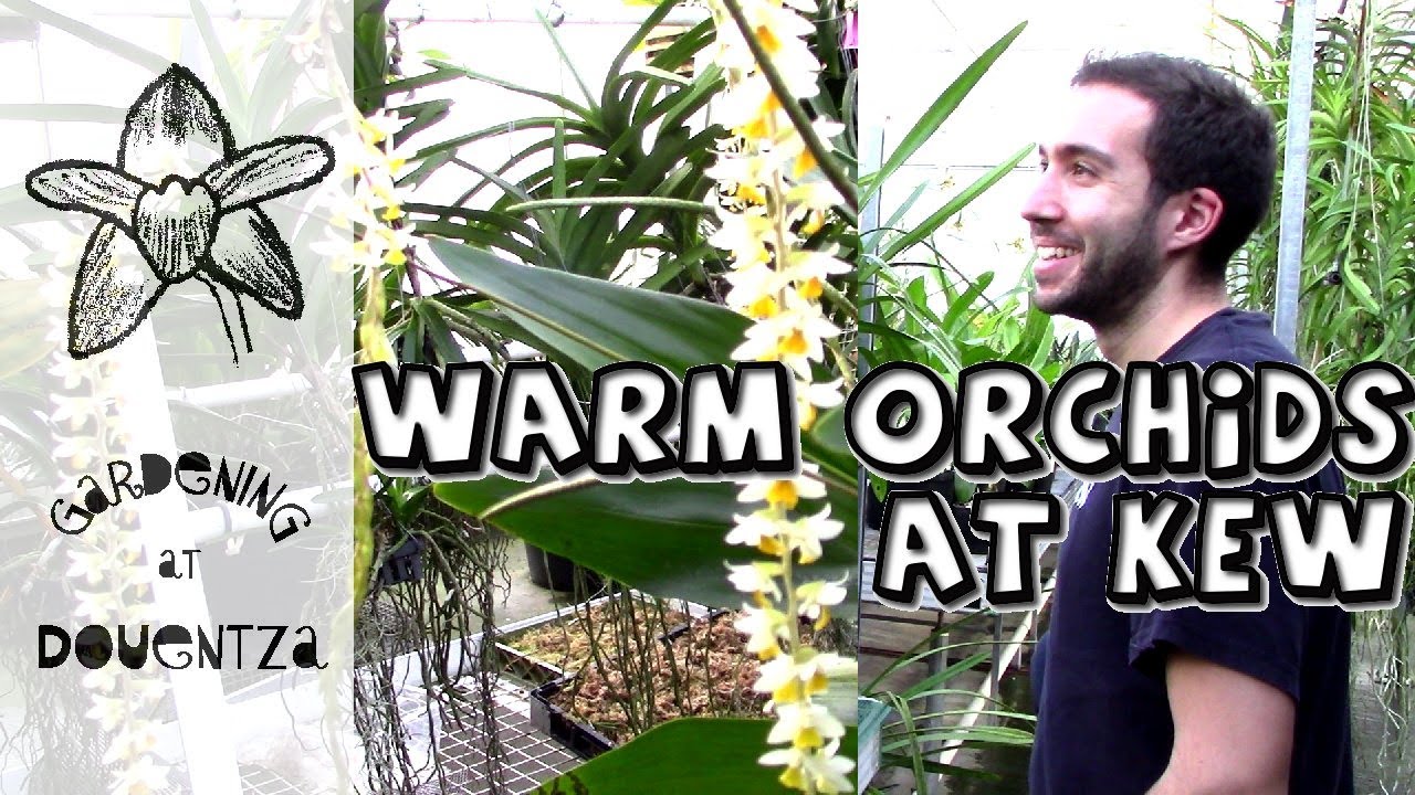 Warm Growing Orchids - Behind the Scenes at Kew (7 of 7)