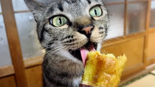 猫も食べる⁉︎さつまいもの魅力に取り憑かれた猫の姿に驚きの声続出　They love sweet potatoes