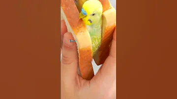 Parakeet Sandwich 