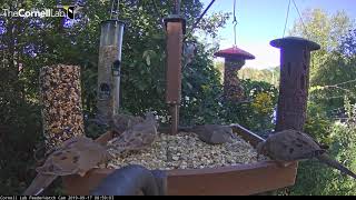 Mourning Doves Congregate On Cornell FeederWatch Cam – Sept. 17, 2019