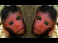 Beautiful Newly Born Baby Monkey Wildlife, Look Adorika Babie Just Birth Very Cutest Red Face