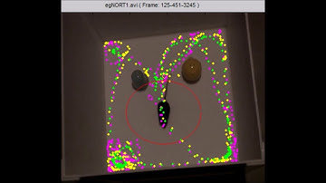 Video tracking of novel object recognition test