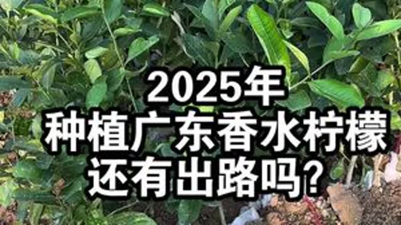 2025年种植广东香水柠檬，还有出路吗？ #果苗供应 #香水柠檬 #广东香水柠檬