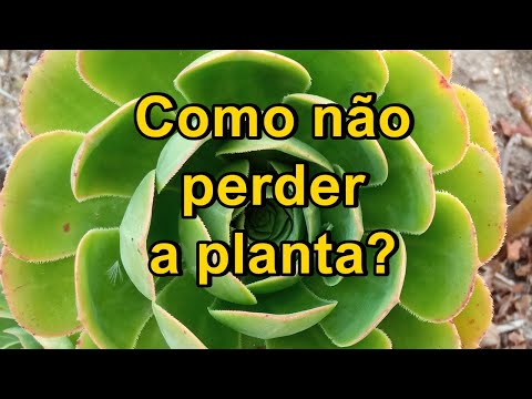 Vídeo: Informações sobre Suculentas Monocárpicas - O que são Suculentas Monocárpicas