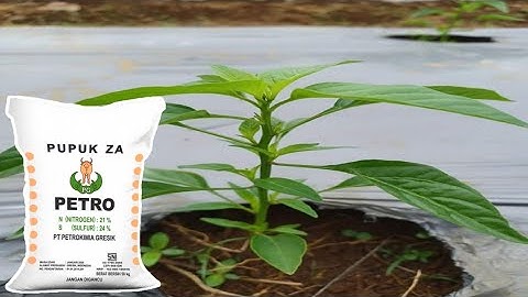 KELEMAHAN DAN KEUNGGULAN PUPUK ZA UNTUK TANAMAN CABE