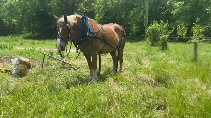 Cultivating And Planting Pumpkins With Titus Morris | #garden #cultivation #pumpkins #horse #farming