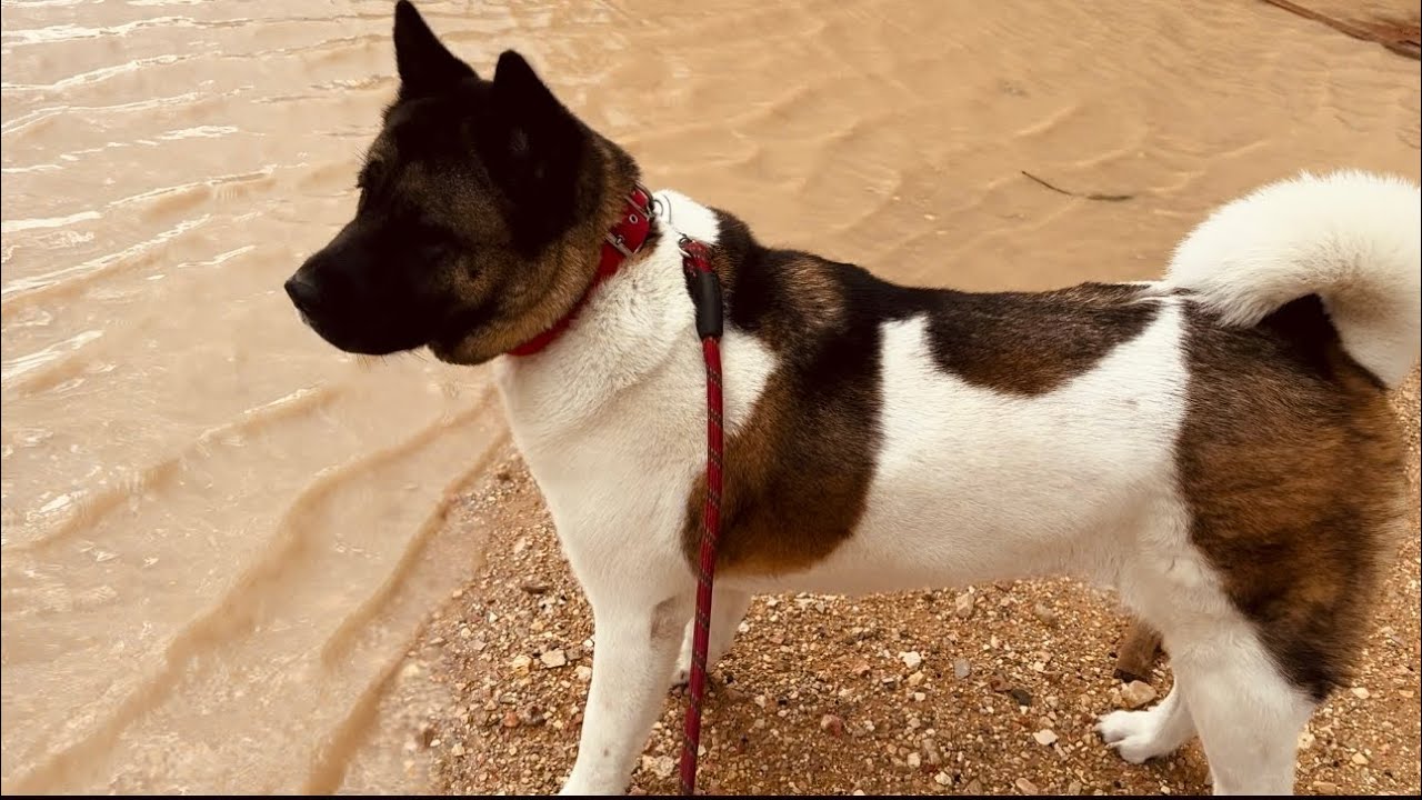 Akita  funnу. Funny dog videos. Unforeseen Challenge: What We Encountered on Our Walk