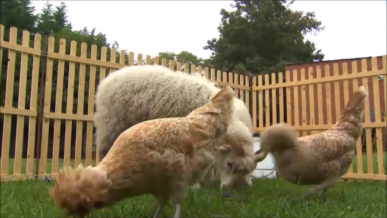 Annuncia-Instituut Ranst. Werelddierendag 4 oktober 2016...