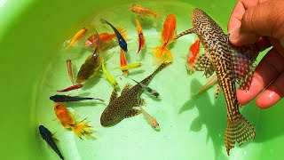 Amazing Axolotl, Beautiful Goldfish, Colorful Japan KOI, Giant Betta, Surprise Eggs, Molly, Tetra,