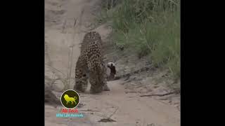 WORLD’S FASTEST ANIMALS FAIL! Grant’s Gazzele Take Down Cheetah With Horns, Lion Hunt Imapala Fail