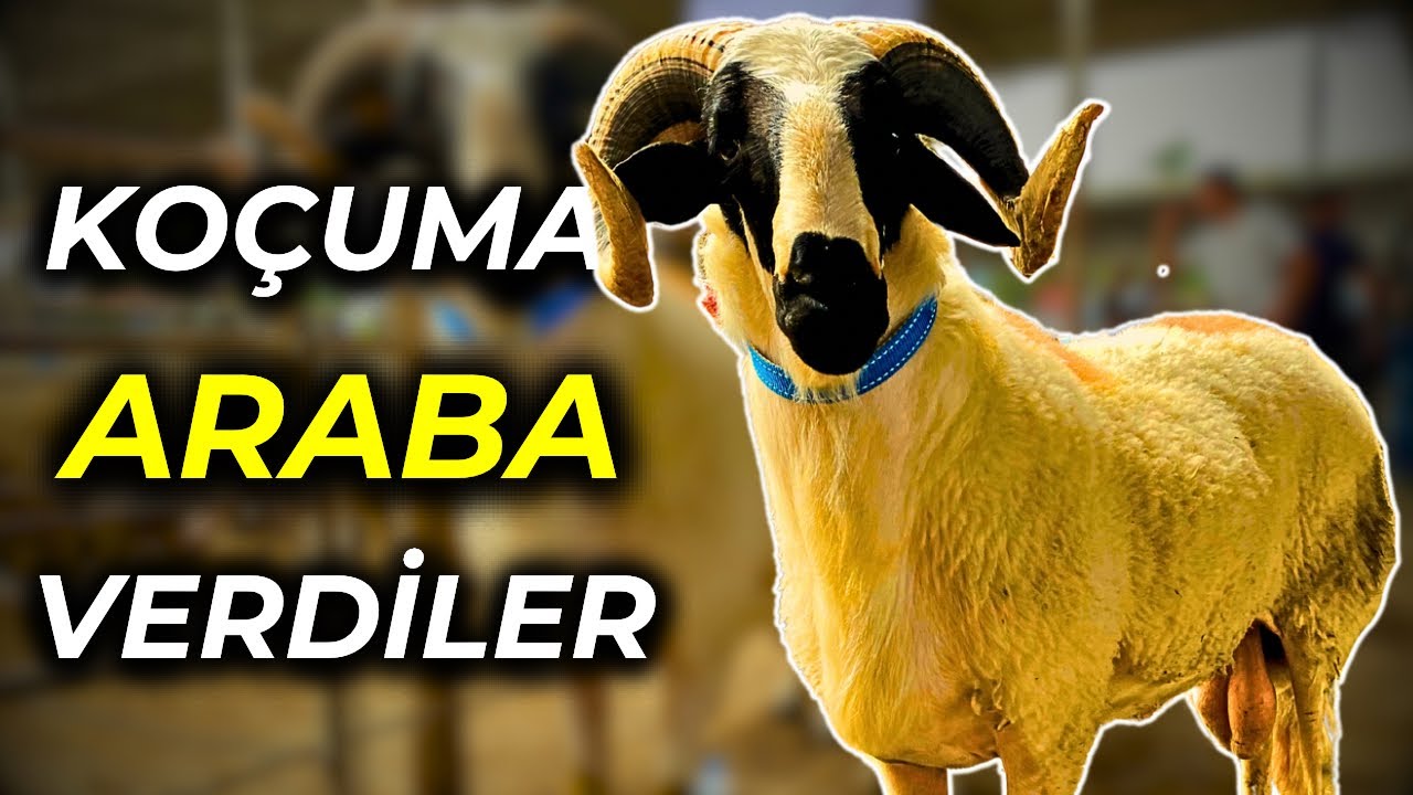 YOK BÖYLE BİR KOÇ | 2024 GÜNCEL KURBANLIK KOÇ FİYATLARI