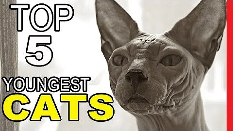 Video 3396791: american shorthair cat breed, shorthair persian cat