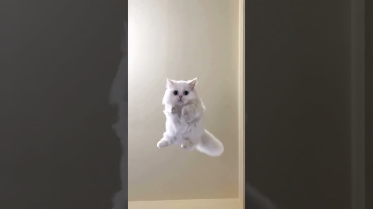This Cat’s Jump Fail Will Make You Laugh So Hard!