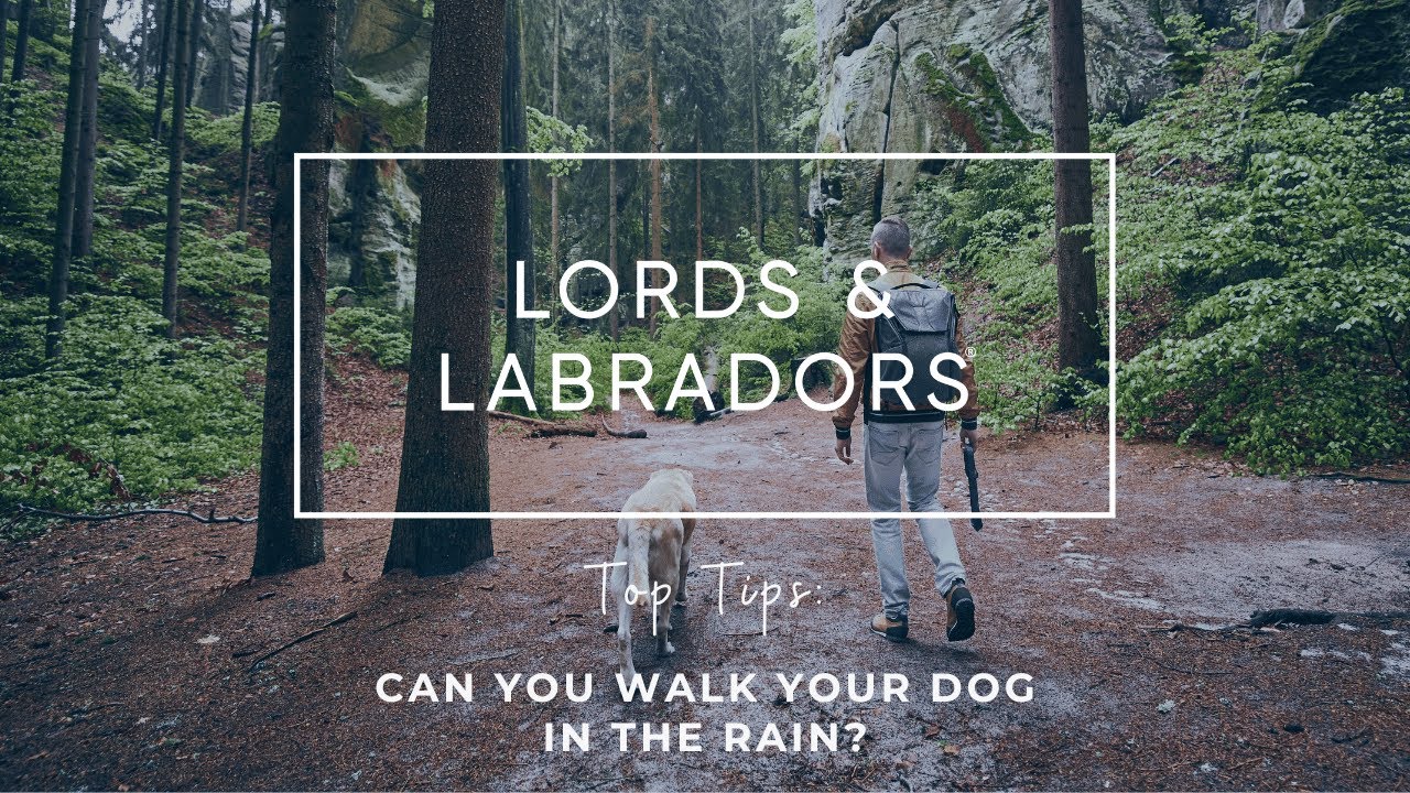 Can I Walk My Dog in the Rain? Our Pet Expert's Tips YouTube