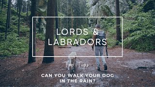 Can I Walk My Dog in the Rain? | Our Pet Expert's Tips