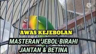 AWAS KEJEBOLAN!! Masteran Jebol Birahi Emosi Lovebird Jantan & Betina Ke Bunyi