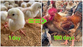 Full video: How to raise chickens from 1 day to 190 days