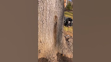 Oak Beetle Prevention. Inject Your Trees!! #treeservice #treework #arborist #treecare #landscaping