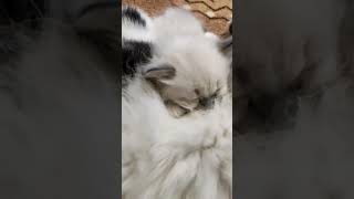 Меня покажи.... #котики