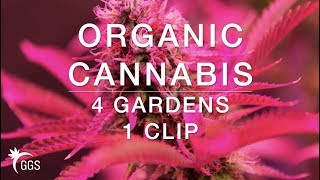 Around the World: No-Till living Organic Cannabis Indoor/Outdoor Garden Update with a Twist