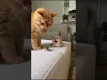 so funny #viral #trending #short