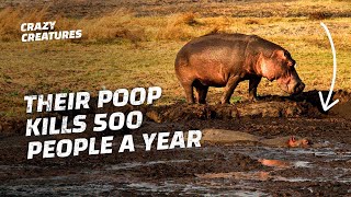 This is Why Hippos Have the Deadliest Poops in the World Resimi