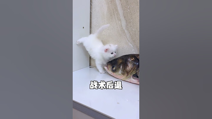 第一次见一边倒立 一边吃鱼的猫咪 #小奶猫 #万物可爱计划