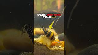 Longform Builds On My Channel