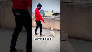 Barking your dog #dog #dogtraining #labrador #lab #training #howtotrainadog screenshot 5