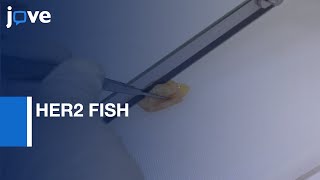 HER2 FISH Using  Non-cross-linking, Formalin-free Tissue Fixation |Protocol Preview