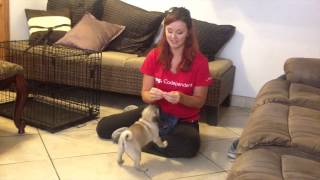 How To Train An 8 Week Puppy to Sit  First Steps