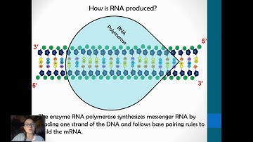 Transcription & RNA Processing (AP Biology 6.3)