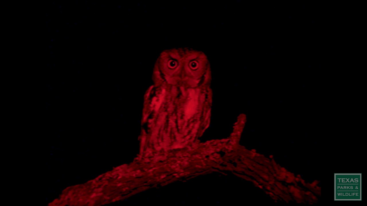 Best of Bruce Biermann