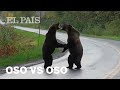 La pelea entre dos osos que se volvió viral