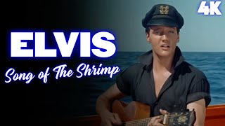 [4K] Elvis Presley - Song of the Shrimp (1962)