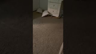 Bearded Dragon Unexpectedly Runs into Dresser || ViralHog