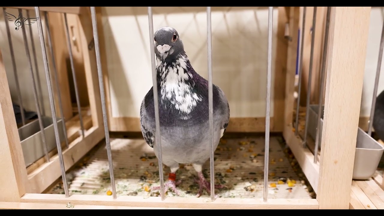 Italy: Best Pigeons in the World | IBA 2026 | PigeonSongs (IT)