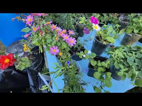 Seedlings overgrown: what to do?